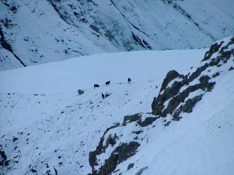 #11 Chamois : Tranquille Chamois : Tranquille