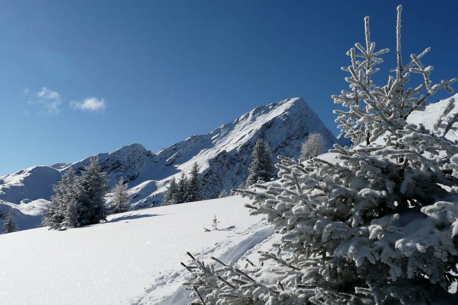 #6 sapin givré : Sur fond de Légette sapin givré : Sur fond de Légette