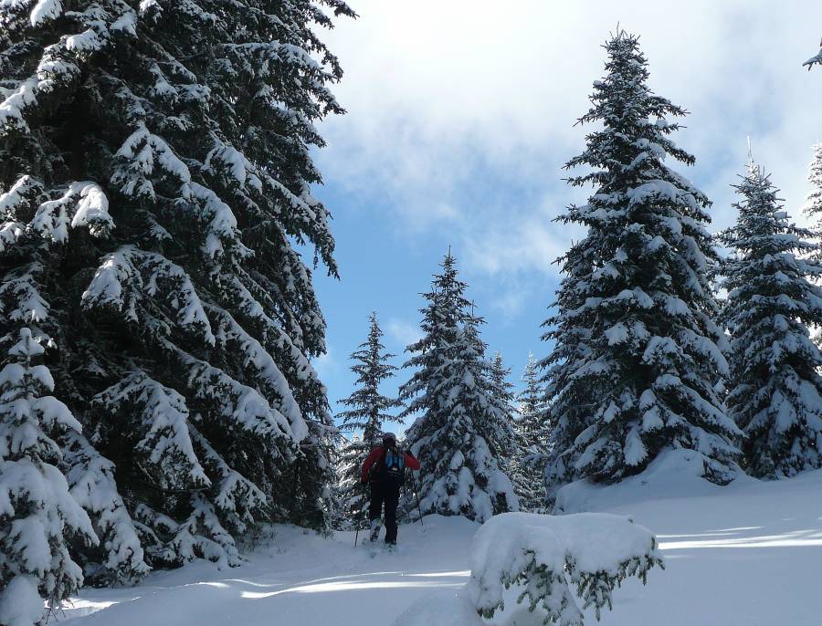 #3 Seb entre dans la forêt : Ambiance grand Nord Seb entre dans la forêt : Ambiance grand Nord