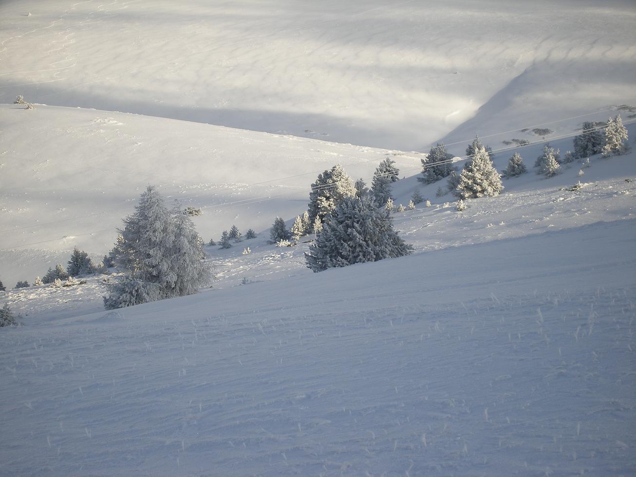 #2 arbres bien givrés! : hivernal! arbres bien givrés! : hivernal!