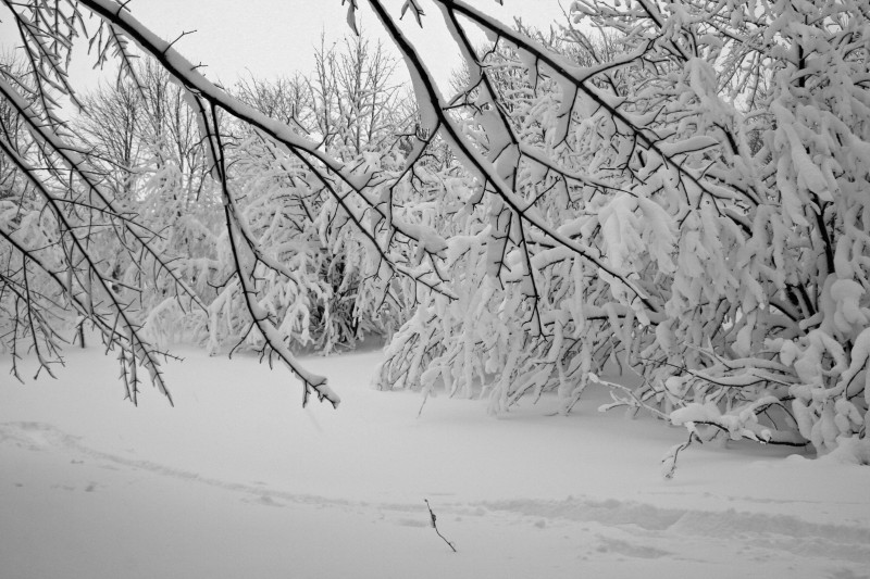 combe : La neige humide colle aux arbres