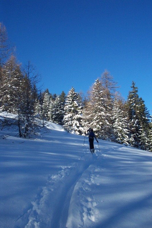 #1 Au dessus du col d Au dessus du col d'Anelle : Ambiance canadienne dans la forêt.