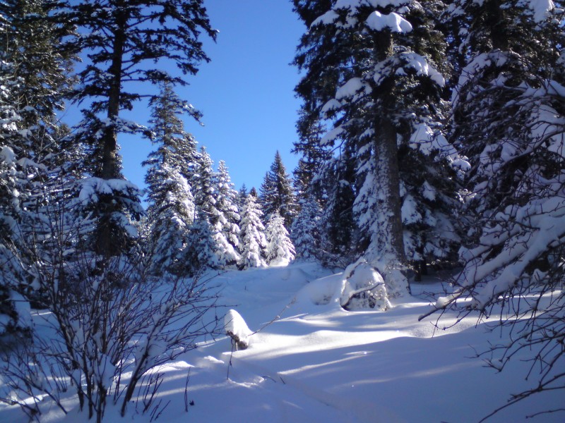 #4 en bas : la forêt passe super bien ...
et puis c en bas : la forêt passe super bien ...
et puis c'est joli aussi