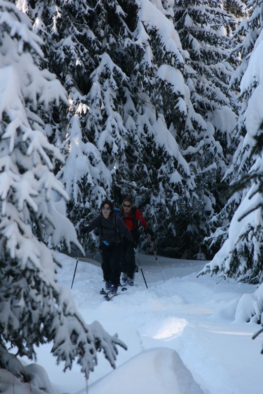 #7 balade en forêt : une forêt un peu magique sous la neige balade en forêt : une forêt un peu magique sous la neige