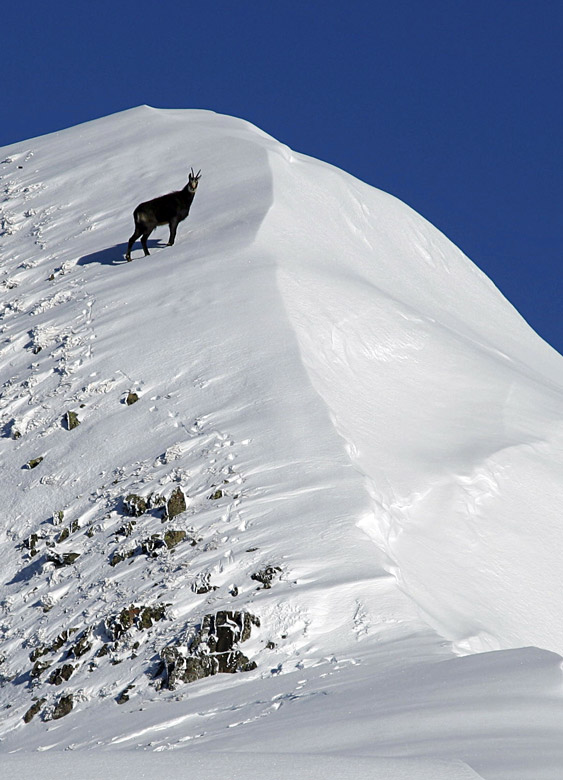 #3 Tête Pelouse : Chamois solitaire sur l Tête Pelouse : Chamois solitaire sur l'arête.