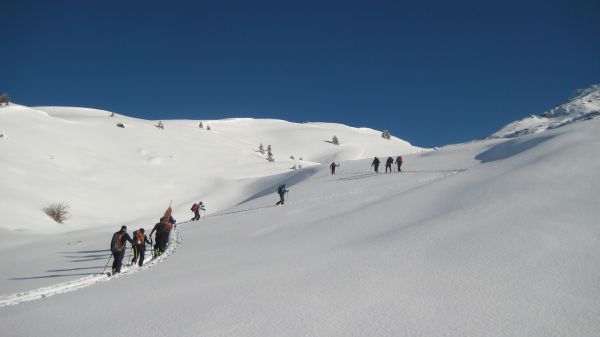 #1 Collective ? : Alors ça ressemble à ça un troupeau ! Collective ? : Alors ça ressemble à ça un troupeau !