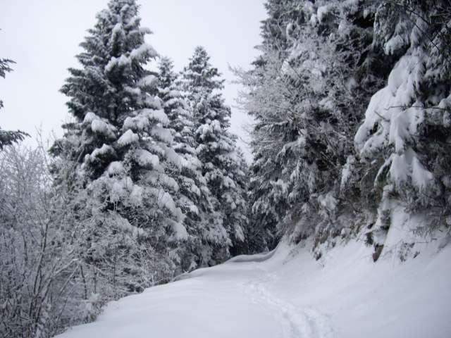 #2 Des sapins bien chargés : Toujours aussi beau Des sapins bien chargés : Toujours aussi beau