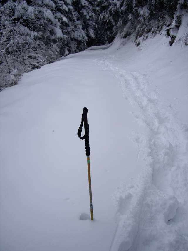 #1 La piste forestière : Les batons c La piste forestière : Les batons c'est du 145cm !!!