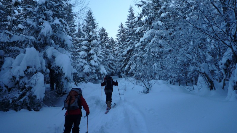 #1 La forêt : Beaucoup de neige La forêt : Beaucoup de neige