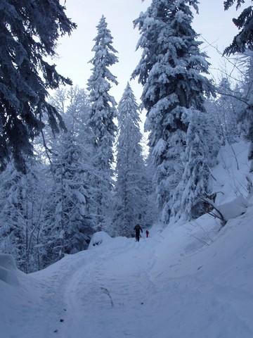 #1 Montée au col de la Ruchère : Quand les arbres déchargent avec le vent, c Montée au col de la Ruchère : Quand les arbres déchargent avec le vent, c'est "tout le monde aux abris"!!!