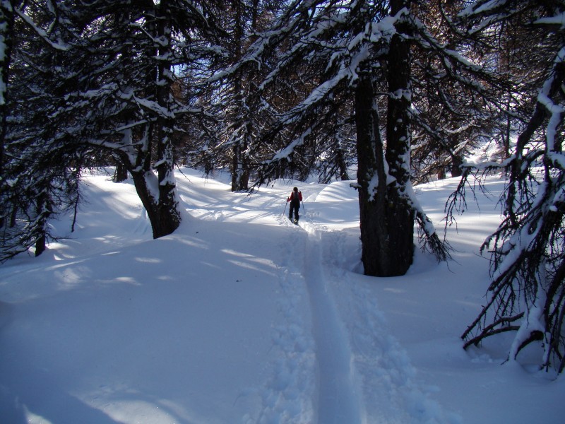 #1 dans la forêt : belle trace au milieu des mélèzes encore chargés de neige dans la forêt : belle trace au milieu des mélèzes encore chargés de neige
