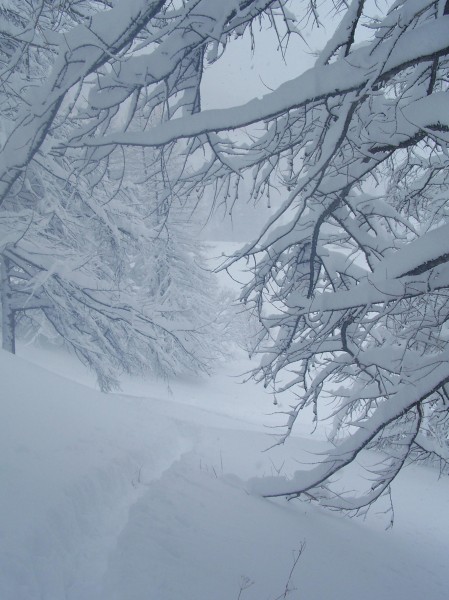 Mélèzes sous la neige : Dur dur de tracer avec cette neige!!!