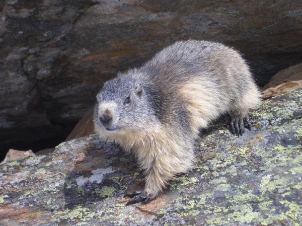 #1 Marmotte : Les marmottes sont plus qu Marmotte : Les marmottes sont plus qu'accueillantes près du parking du départ!
Les chamois et bouquetins sont toujours proches aussi.
