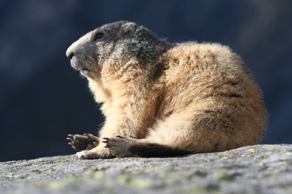 Marmotte : Quand je vous dis qu'il y a des marmottes....