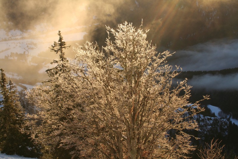 #2 Charmant som - clairière : Clairière - montée par les Cottaves - Les branches des arbres sont pris dans une gangue de glace. Charmant som - clairière : Clairière - montée par les Cottaves - Les branches des arbres sont pris dans une gangue de glace.
