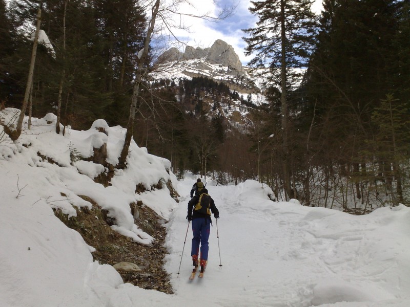 #2 La montéé : le chemin dans la forêt ...l La montéé : le chemin dans la forêt ...l'objectif en vue