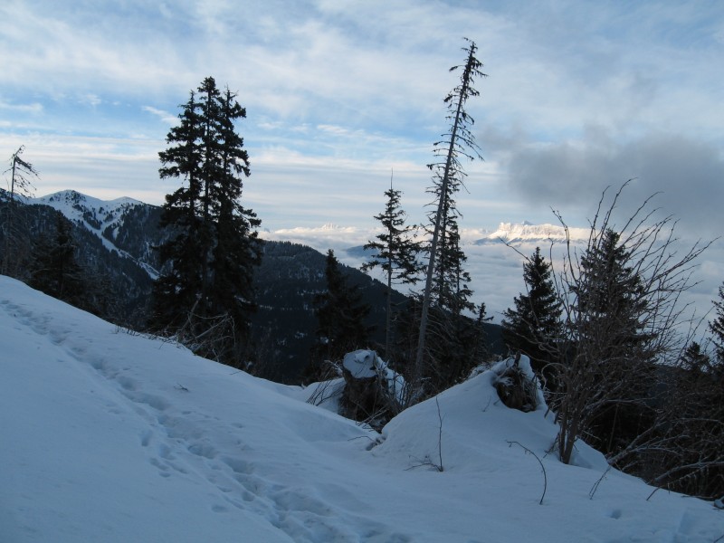#4 Le Vercors : Dans la forêt Le Vercors : Dans la forêt