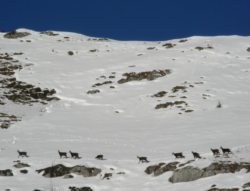 #4 Chamois : Bonne surprise: une horde de chamois traverse sous le col de la Cochette... Chamois : Bonne surprise: une horde de chamois traverse sous le col de la Cochette...