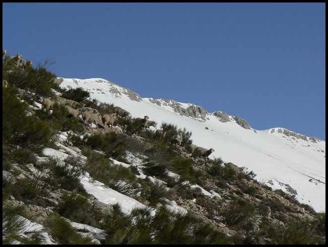 #4 Moutons et Patous : Skier au milieu d Moutons et Patous : Skier au milieu d'un troupeau de moutons : original!
Les Patous n'avaient pas trop l'air d'apprécier... Heureusement ils se sont contenté de grogner.