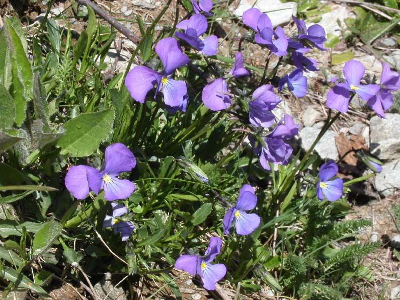 #3 Pensées sauvages : Finalement je préfère les fleurs Pensées sauvages : Finalement je préfère les fleurs