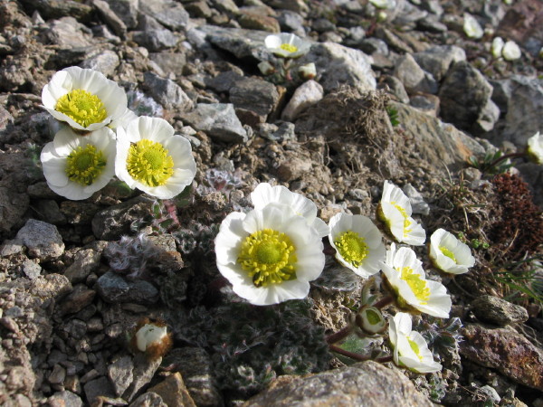 #8 Renoncule des Glaciers : Un peu de bota, ça fait pas de mal ! Renoncule des Glaciers : Un peu de bota, ça fait pas de mal !