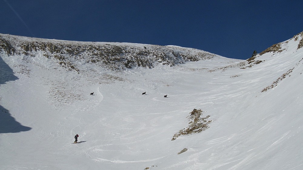 #6 Haut de la combe Sud-Est : avec les copains chamois de Delle Haut de la combe Sud-Est : avec les copains chamois de Delle