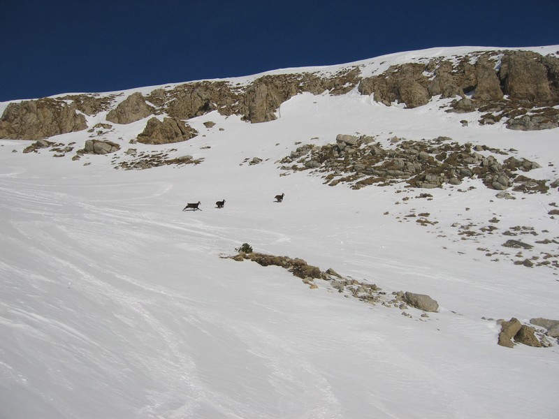 #7 Banzaï : Delle attaquée par des chamois... Banzaï : Delle attaquée par des chamois...