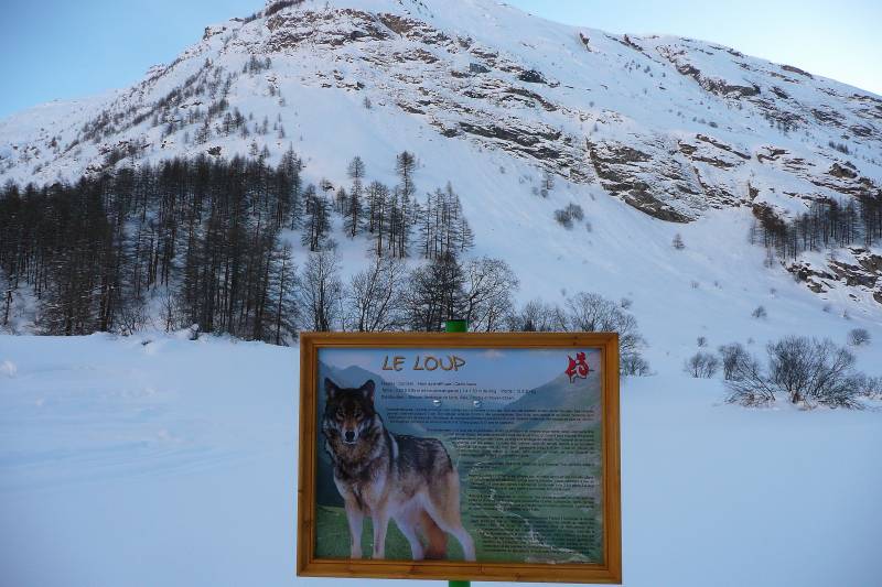 #1 Loup y es-tu ? : Le ton est donné !! Loup y es-tu ? : Le ton est donné !!