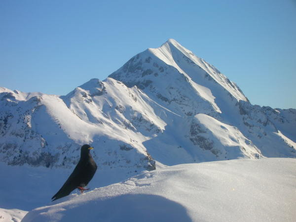 #4 Chocard : Un oiseau affamé regarde (?) le Charvin ... Chocard : Un oiseau affamé regarde (?) le Charvin ...