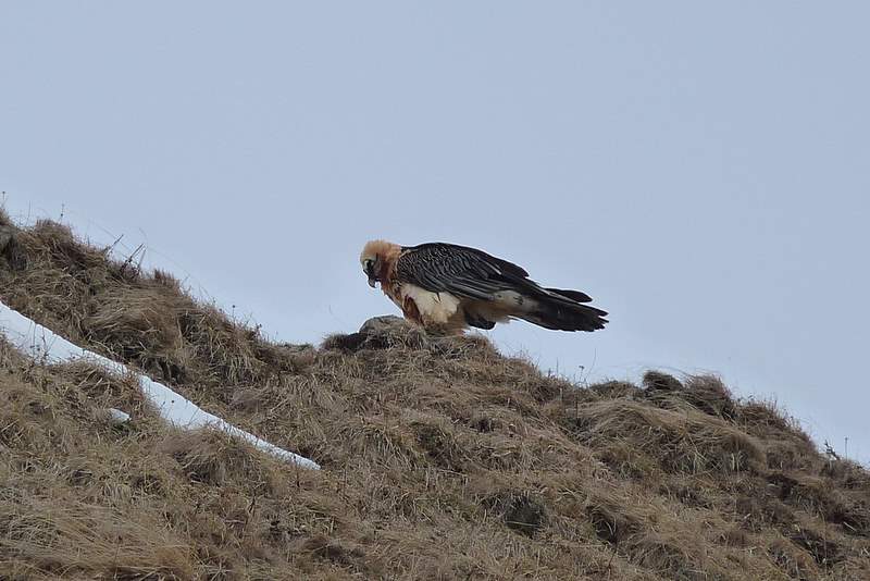 #8 Jallouvre : Notre compagnon du jour Jallouvre : Notre compagnon du jour