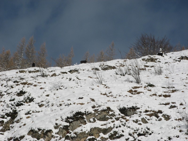 #2 Chamois : Nos compagnons du jour peu farouches Chamois : Nos compagnons du jour peu farouches