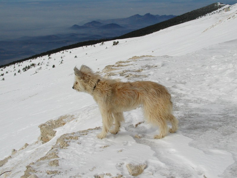 Même ma chienne en a profité