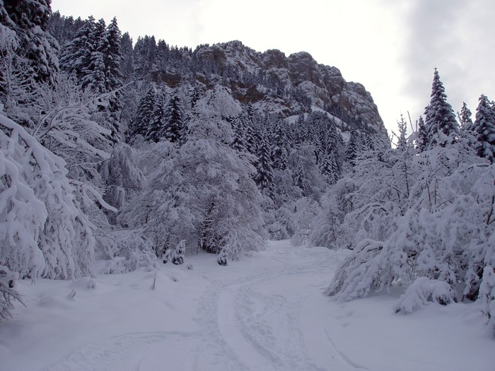 #1 Ancienne piste : bon enneigement! Ancienne piste : bon enneigement!