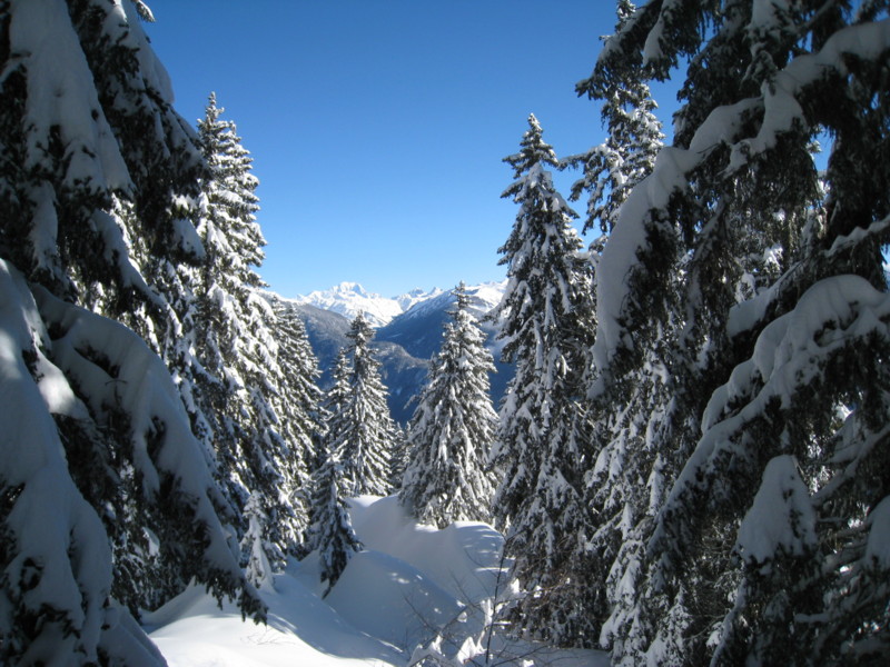 #4 Mont-Blanc : le Mont-Blanc à travers la forêt bien chargée. Mont-Blanc : le Mont-Blanc à travers la forêt bien chargée.