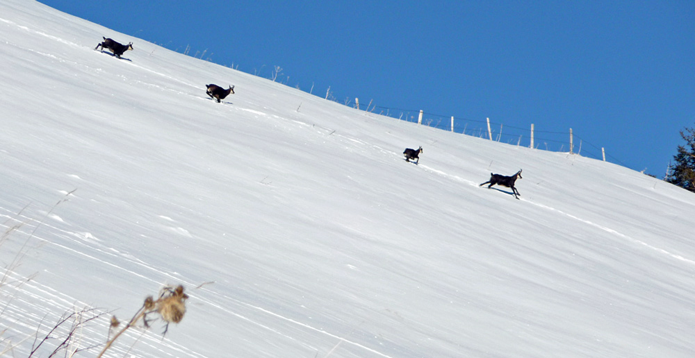 Dt d'Oche : Chamois vers les Dents de Monys