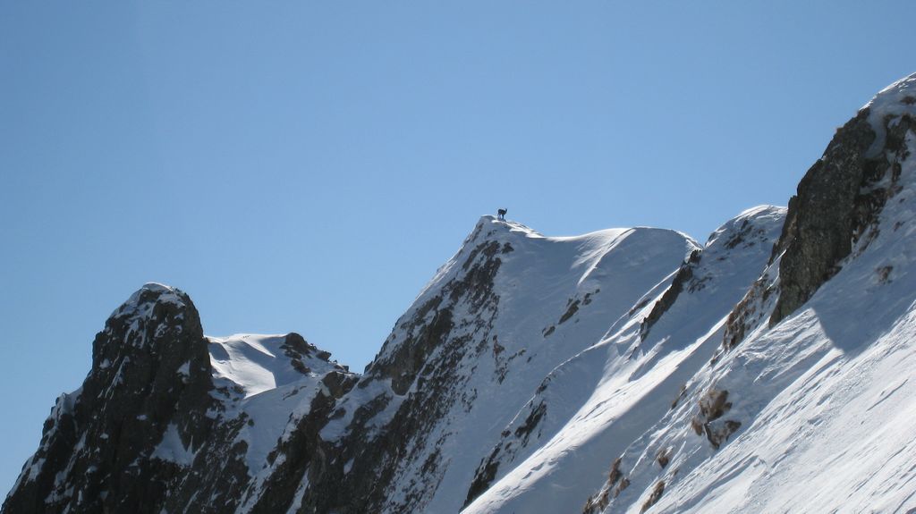 #7 Chamois d Chamois d'Or : numero d'equilibriste. ils sont forts ces chamois...