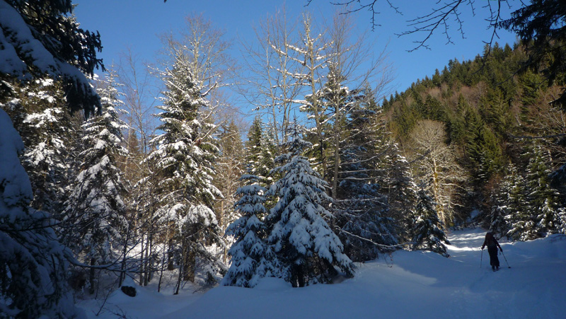 #1 Forêt : Arrivée au soleil dans la forêt Forêt : Arrivée au soleil dans la forêt