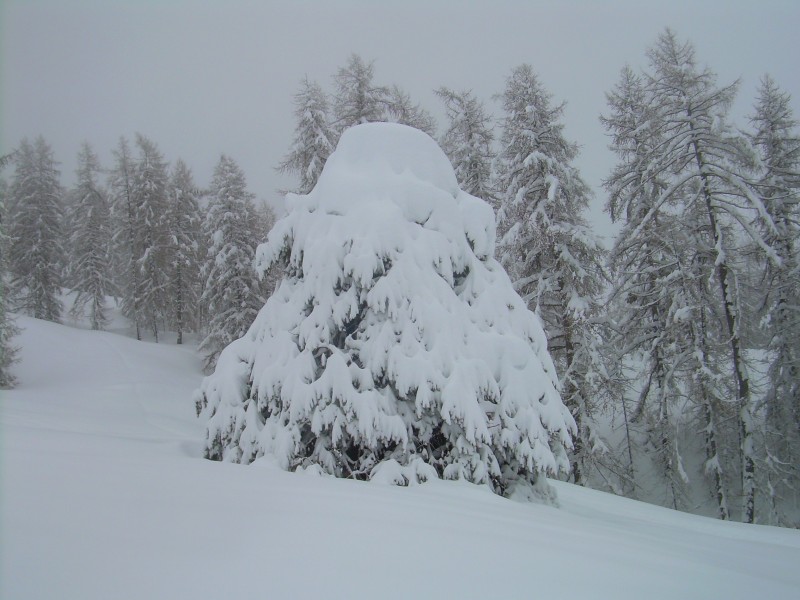 #5 arbre sous la neige : il aun peu neigé sur les Alpes du Sud arbre sous la neige : il aun peu neigé sur les Alpes du Sud