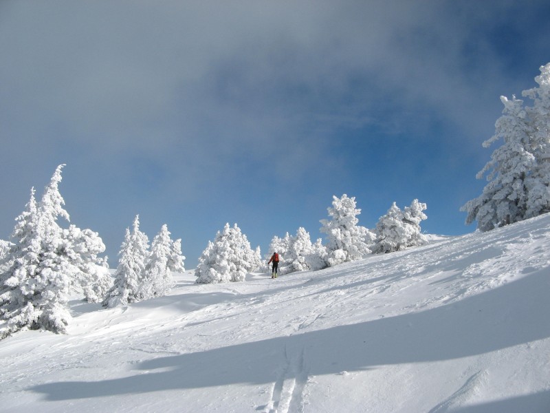 #5 Moucherotte : Sapins givrés givrés au sommet Moucherotte : Sapins givrés givrés au sommet