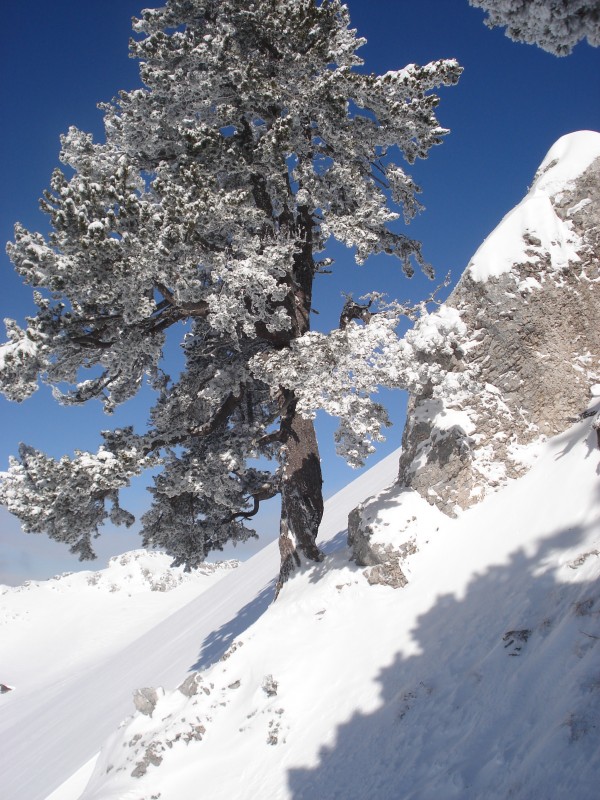 #1 le végétale d le végétale d'extérieur : un arbre croisé à la montée
