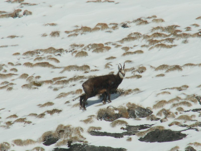 chamois : combe de Paccaly