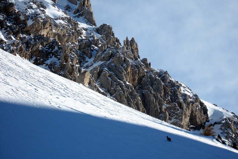 Chamois : dans la face de la Séolane des Besses, il y avait toute une harde qui grimpait à au moins 3000m/h !