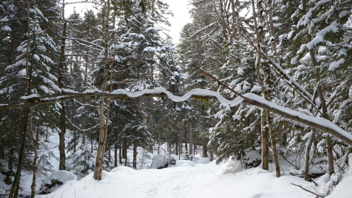#1 Une guirlande : au milieu d Une guirlande : au milieu d'une forêt baujue