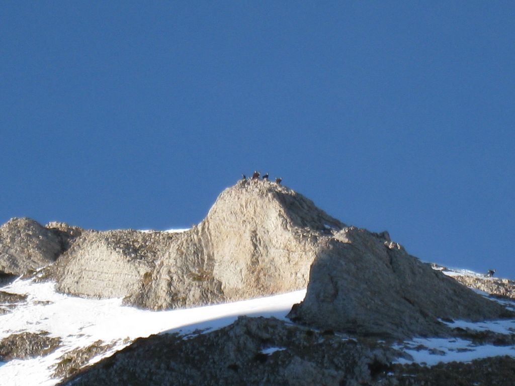 #17 Bestioles : Jean dirait que c Bestioles : Jean dirait que c'est caffi de chamois !