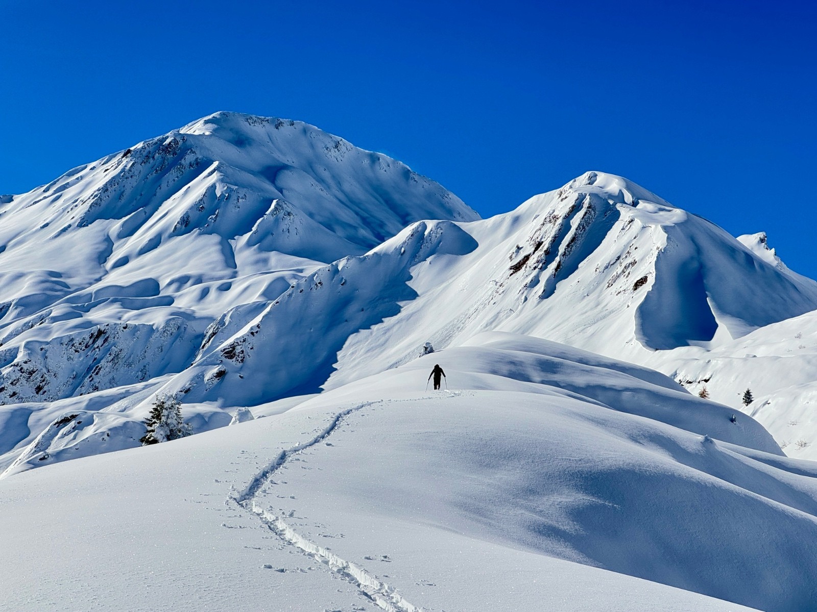 #6 Magnifique Tête de Ferret Magnifique Tête de Ferret