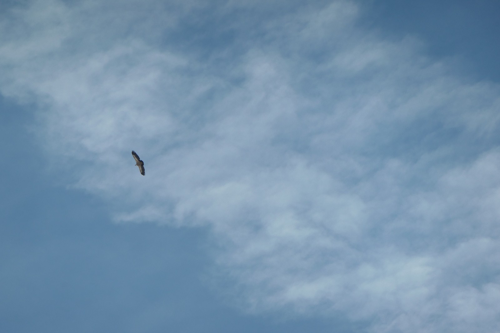 #25 Vautour (merci Teigne) Vautour (merci Teigne)