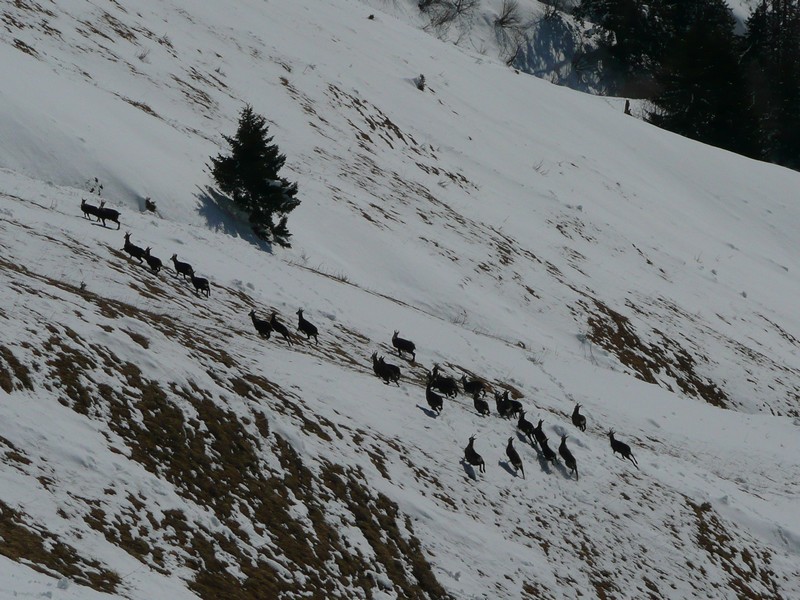 #6 Chaurionde : Horde de chamois. Chaurionde : Horde de chamois.