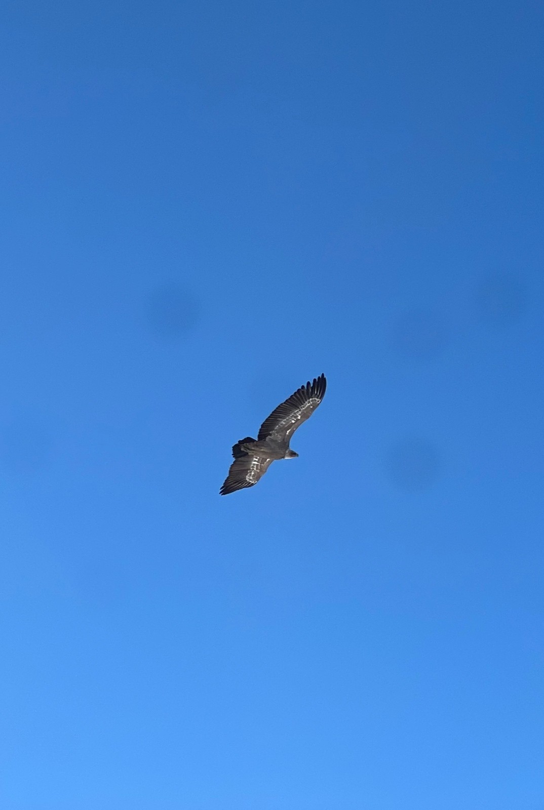 Cime Negre et crête des Faysses