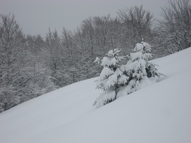 #3 Le Reculet : Les 2 petits sapins qui servent de repère pour le couloir Le Reculet : Les 2 petits sapins qui servent de repère pour le couloir