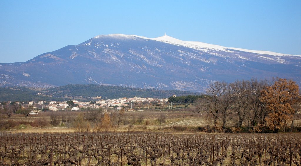 #7 Contraste Provençal : Cette année, le vin sera aussi bon que la neige du Ventoux...n Contraste Provençal : Cette année, le vin sera aussi bon que la neige du Ventoux...n'est ce pas Daniel !